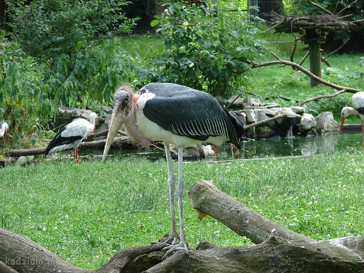 dsc08549.jpg