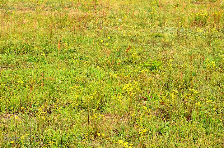 dsc_1119.jpg