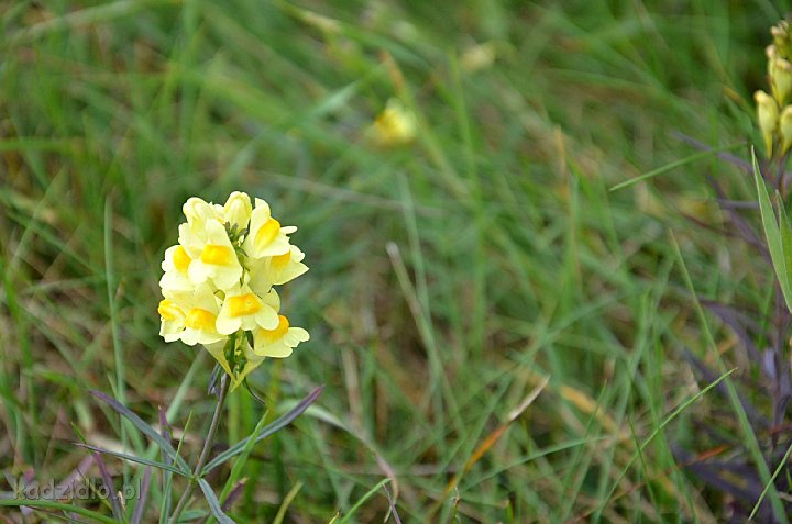 dsc_1145.jpg