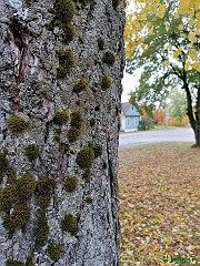 71281512_1717945771671214_5826020461535821824_n